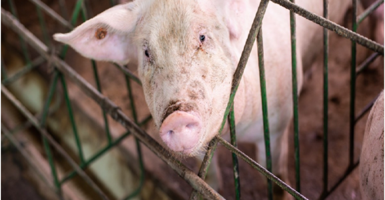 The significance of animal welfare in pig firming