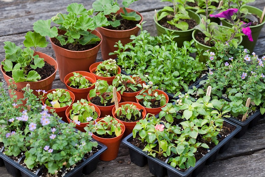 Nursery Products for Your Garden